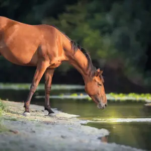 Potomac Horse Fever is a bacterial disease in horses causing fever, diarrhea, and laminitis, transmitted by ingesting infected insects or snails.