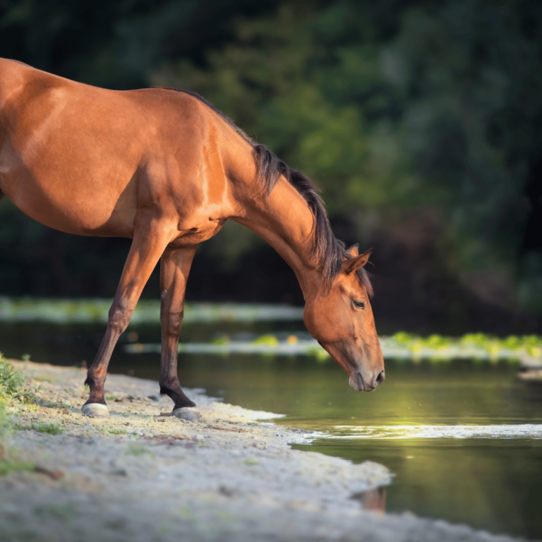 Potomac-Pferdefieber Potomac Horse Fever is a bacterial disease in horses causing fever, diarrhea, and laminitis, transmitted by ingesting infected insects or snails.