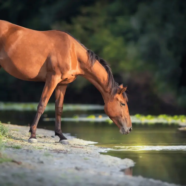 Potomac Horse Fever is a bacterial disease in horses causing fever, diarrhea, and laminitis, transmitted by ingesting infected insects or snails.