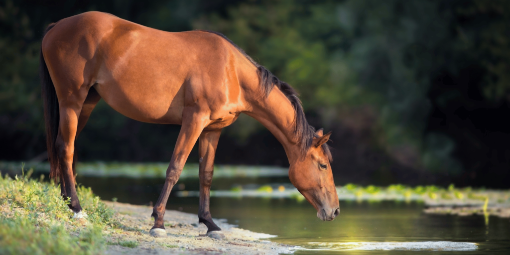 Potomac-Pferdefieber Potomac Horse Fever is a bacterial disease in horses causing fever, diarrhea, and laminitis, transmitted by ingesting infected insects or snails.