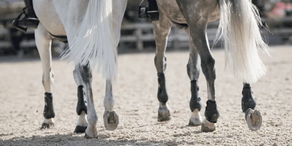 Splint exostoses in horses involve bony growths on the splint bones, often due to inflammation or injury, causing pain and lameness.