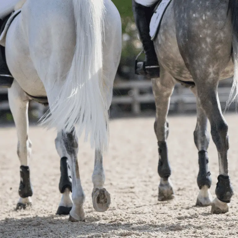 Splint exostoses in horses involve bony growths on the splint bones, often due to inflammation or injury, causing pain and lameness.