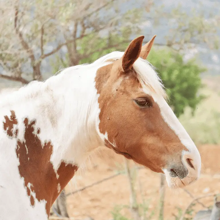 Squamous cell carcinoma in horses is a malignant skin tumor often affecting unpigmented areas, leading to growths and potential metastasis.