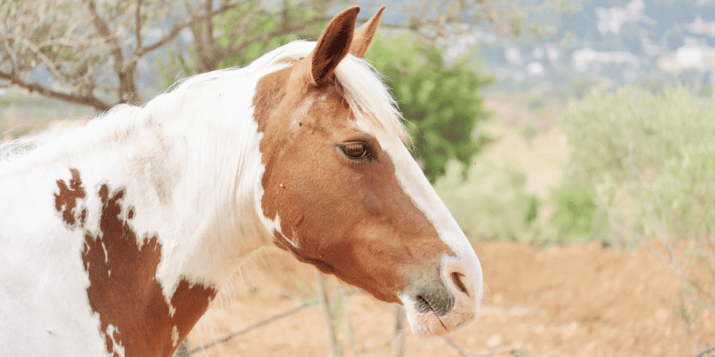 Squamous cell carcinoma in horses is a malignant skin tumor often affecting unpigmented areas, leading to growths and potential metastasis.