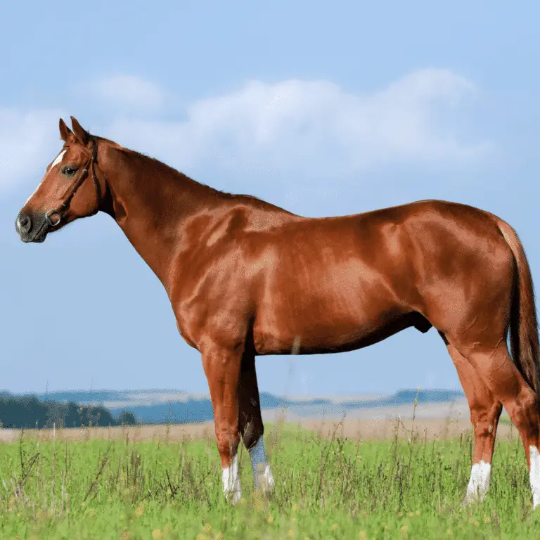 Subchondral bone cysts in horses are fluid-filled cavities in the bone beneath the cartilage, leading to joint pain and lameness.