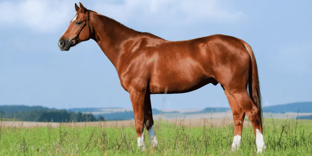 Subchondral bone cysts in horses are fluid-filled cavities in the bone beneath the cartilage, leading to joint pain and lameness.