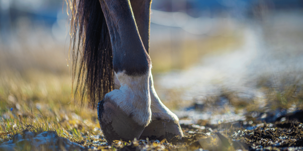 Tendonitis in horses is the inflammation of a tendon, often caused by overuse or injury, leading to pain and reduced mobility.