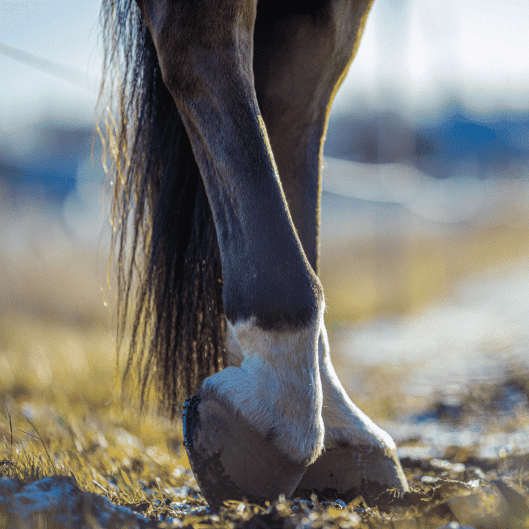 Tendonitis in horses is the inflammation of a tendon, often caused by overuse or injury, leading to pain and reduced mobility.