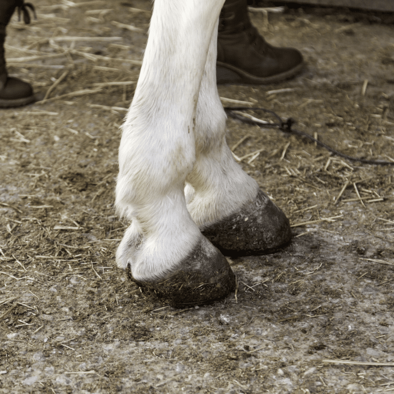 Tenosynovitis in horses is the inflammation of a tendon and its surrounding sheath, causing pain, swelling, and reduced movement.