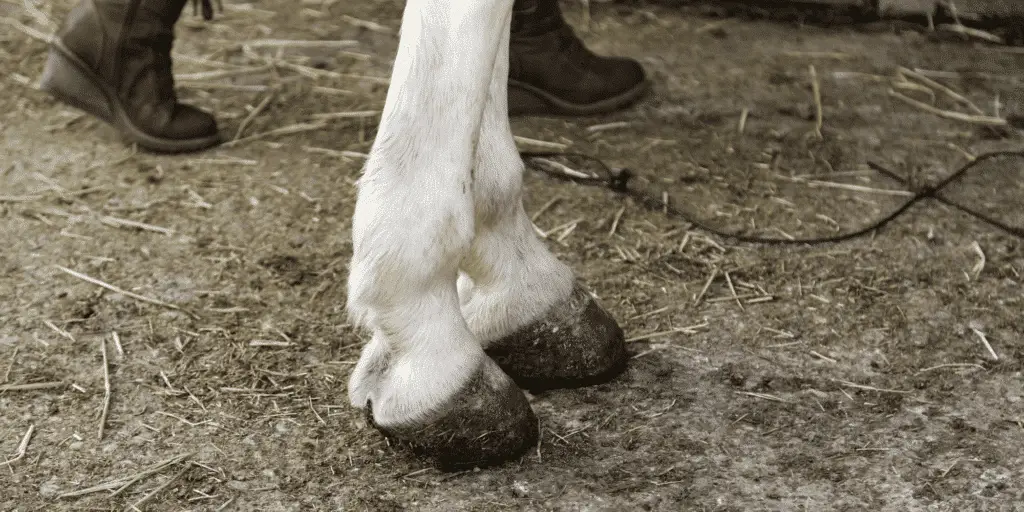 Sehnenscheidenentzündung beim Pferd Titelbild