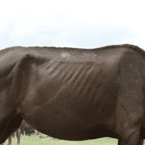 Addison's disease in horses is a rare endocrine disorder where the adrenal glands fail to produce enough cortisol and aldosterone, resulting in lethargy, weight loss, and electrolyte imbalances.