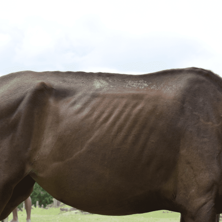 Addison's disease in horses is a rare endocrine disorder where the adrenal glands fail to produce enough cortisol and aldosterone, resulting in lethargy, weight loss, and electrolyte imbalances.