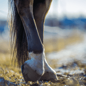 Eine geprellte Hufsohle bei Pferden ist eine schmerzhafte, entzündliche Reaktion der Sohle durch Trauma oder Verletzung. A bruised sole in horses is a condition where the horse's sole (the bottom part of the hoof) becomes tender and painful due to trauma or injury, often resulting in inflammation and discomfort.