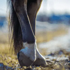 A bruised sole in horses is a condition where the horse's sole (the bottom part of the hoof) becomes tender and painful due to trauma or injury, often resulting in inflammation and discomfort.