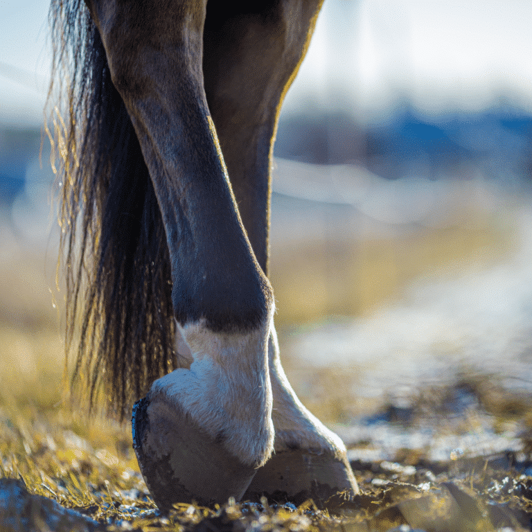 A bruised sole in horses is a condition where the horse's sole (the bottom part of the hoof) becomes tender and painful due to trauma or injury, often resulting in inflammation and discomfort.