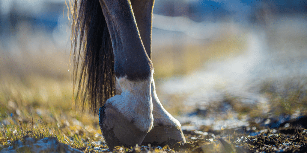 A bruised sole in horses is a condition where the horse's sole (the bottom part of the hoof) becomes tender and painful due to trauma or injury, often resulting in inflammation and discomfort.