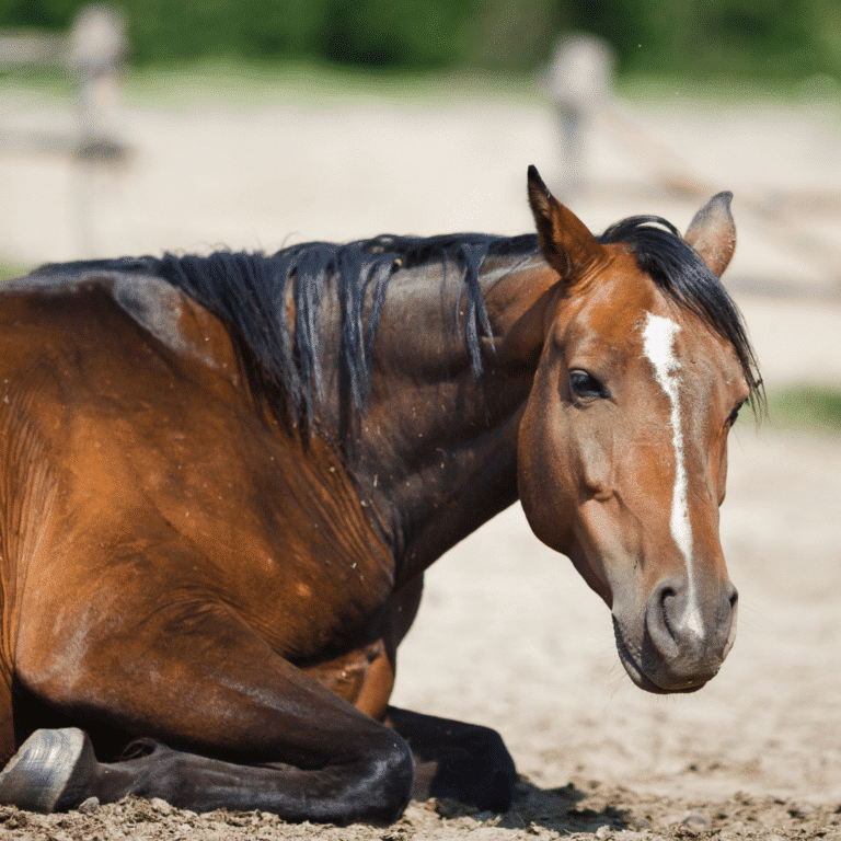 Colitis-X bei Pferden Colitis-X is a severe, often fatal gastrointestinal disease in horses characterized by sudden onset of colitis and rapid deterioration, with an unknown exact cause.