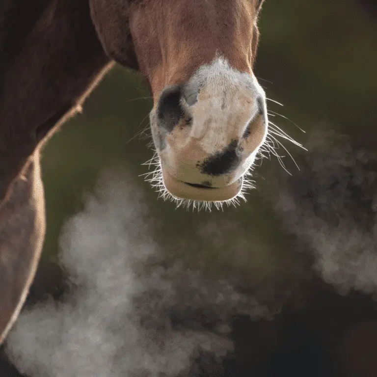 A Horses visible breath. The common cold in horses is a respiratory infection caused by viruses, leading to symptoms like nasal discharge, coughing, and mild fever.