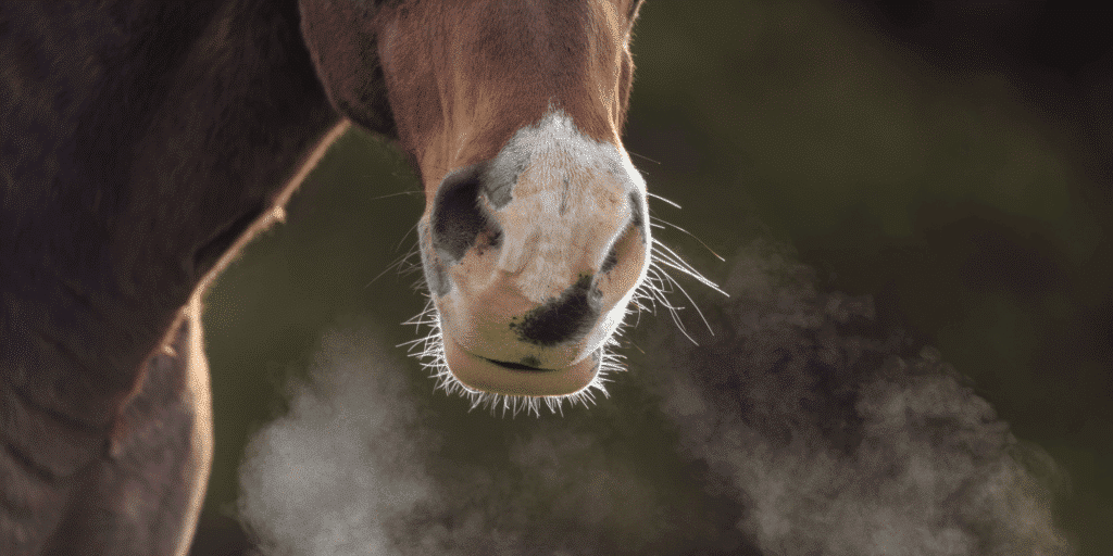 A Horses visible breath. The common cold in horses is a respiratory infection caused by viruses, leading to symptoms like nasal discharge, coughing, and mild fever.