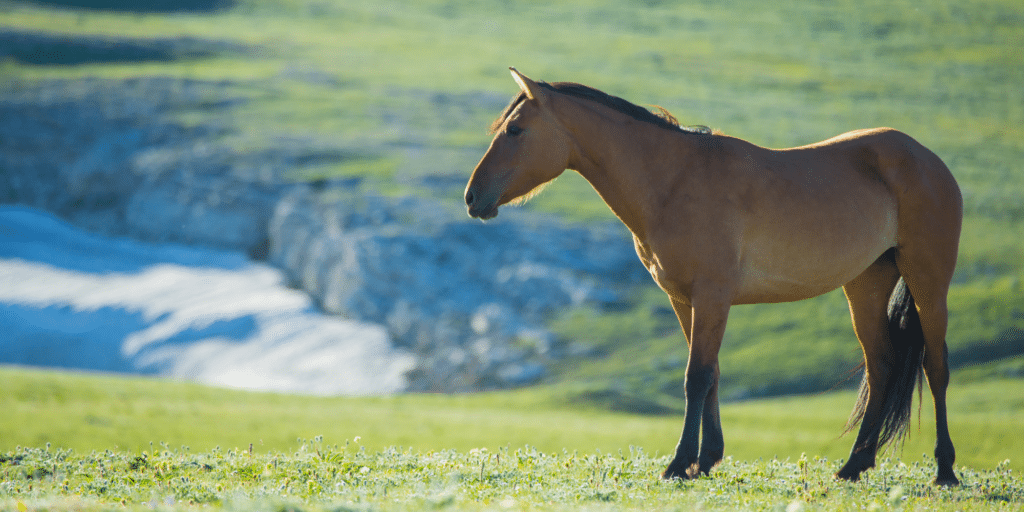 Traumatic arthritis in horses is joint inflammation caused by physical injury, leading to pain, swelling, and reduced mobility.