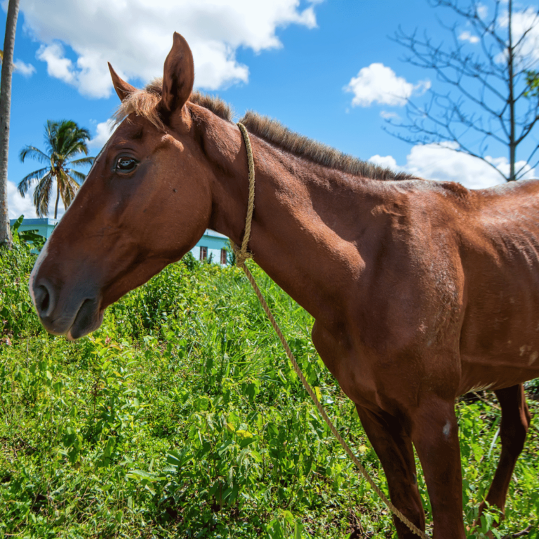 African trypanosomiasis in horses is a vector-borne disease causing fever, anemia, swelling, and neurological symptoms.