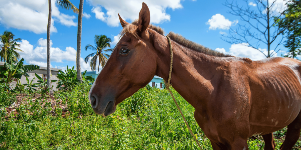 African trypanosomiasis in horses is a vector-borne disease causing fever, anemia, swelling, and neurological symptoms.