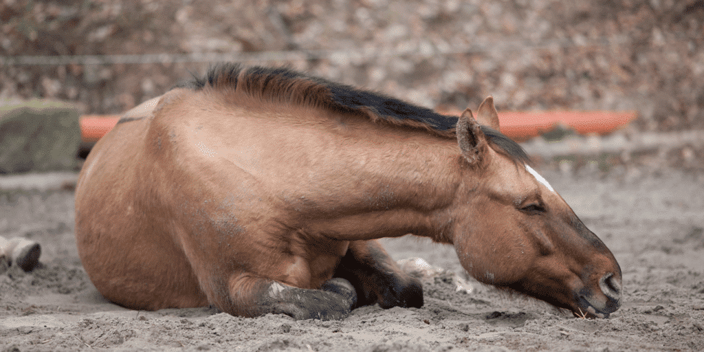 Anaplasma Rhabdomyolyse bei Pferden Anaplasma rhabdomyolysis is a muscle disease in horses caused by Anaplasma bacteria, leading to muscle damage, stiffness, and weakness, often requiring veterinary intervention.