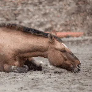 Anaplasma rhabdomyolysis is a muscle disease in horses caused by Anaplasma bacteria, leading to muscle damage, stiffness, and weakness, often requiring veterinary intervention.