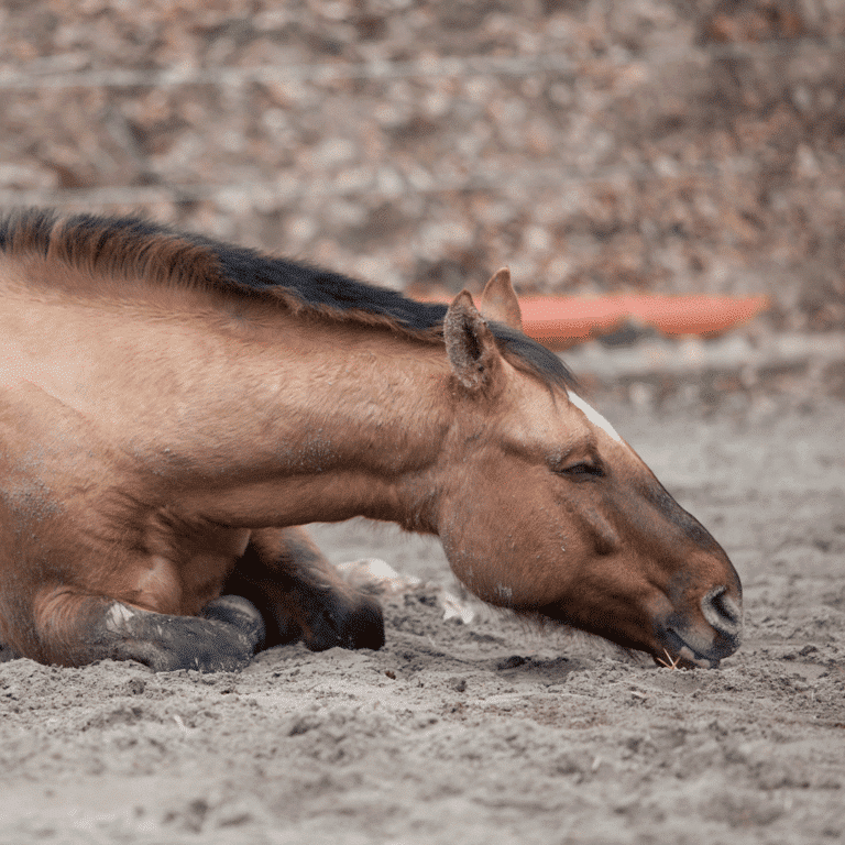 Anaplasma Rhabdomyolyse bei Pferden Anaplasma rhabdomyolysis is a muscle disease in horses caused by Anaplasma bacteria, leading to muscle damage, stiffness, and weakness, often requiring veterinary intervention.