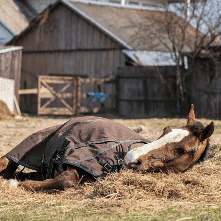 Ascarids in horses are intestinal roundworms that cause poor growth, colic, and respiratory issues, particularly in young horses.