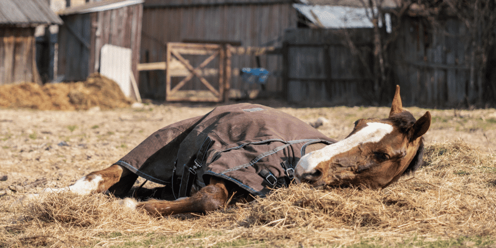 Ascarids in horses are intestinal roundworms that cause poor growth, colic, and respiratory issues, particularly in young horses.