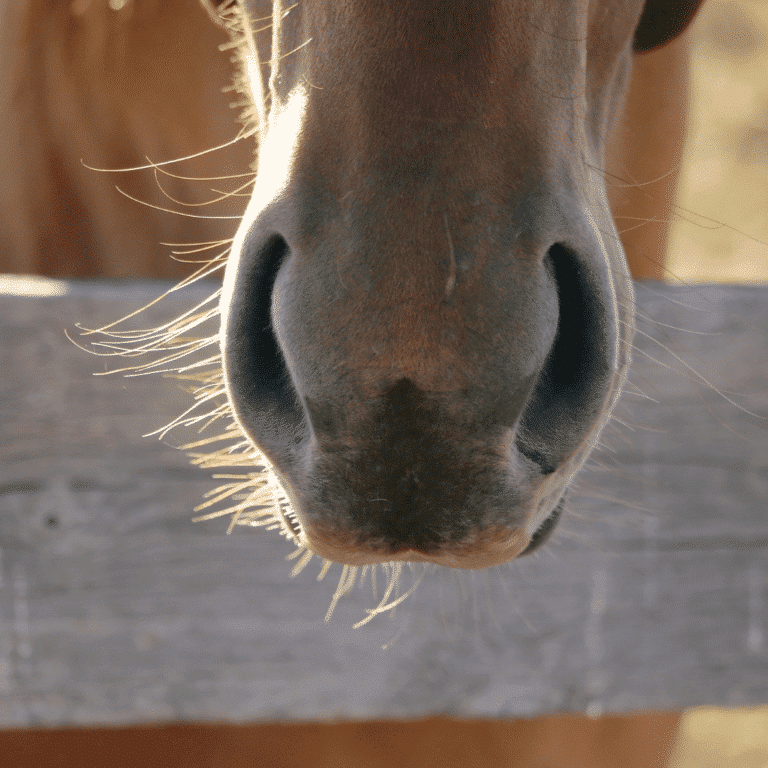 Asthma bei Pferden (Hustenanfälle / COPD) Asthma in horses, also known as equine asthma syndrome, is a chronic respiratory condition characterized by airway inflammation, coughing, and difficulty breathing.