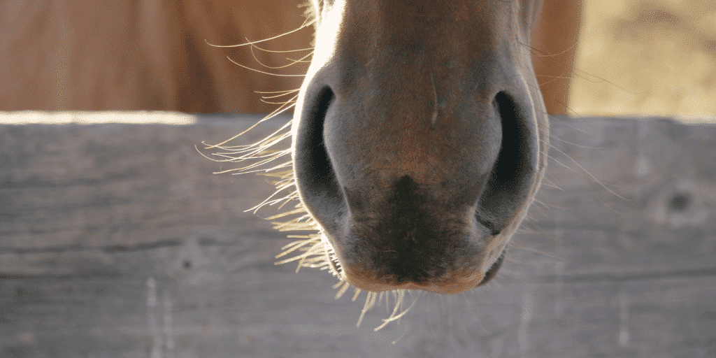 Equine Asthma (Heaves / COPD) in horses, also known as equine asthma syndrome, is a chronic respiratory condition characterized by airway inflammation, coughing, and difficulty breathing.