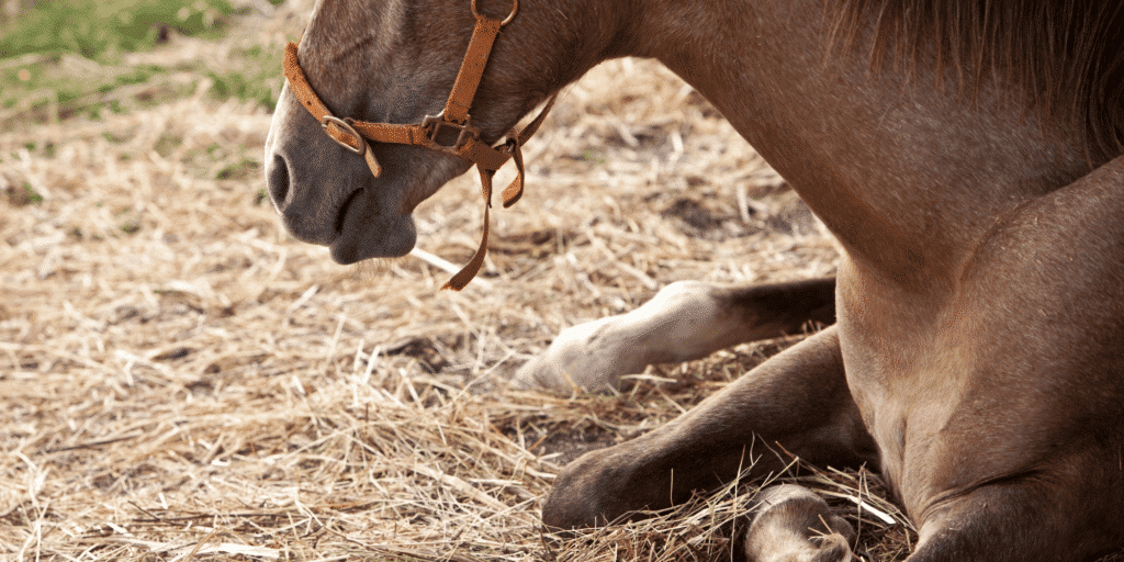 Atypical Myopathy in horses is a severe, often fatal muscle disorder caused by ingesting toxins from certain trees.