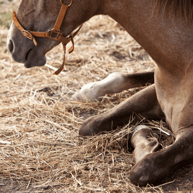 Atypical Myopathy in horses is a severe, often fatal muscle disorder caused by ingesting toxins from certain trees.