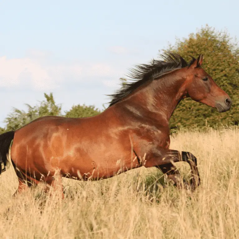 Clostridial Myositis in horses is a rapidly progressing bacterial infection causing severe muscle inflammation and tissue death.