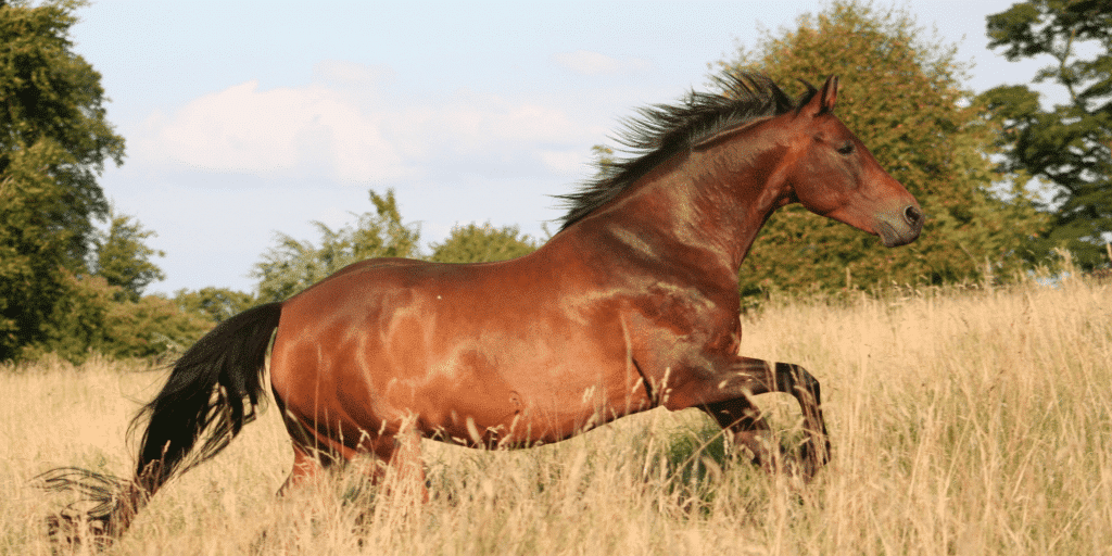 Clostridial Myositis in horses is a rapidly progressing bacterial infection causing severe muscle inflammation and tissue death.