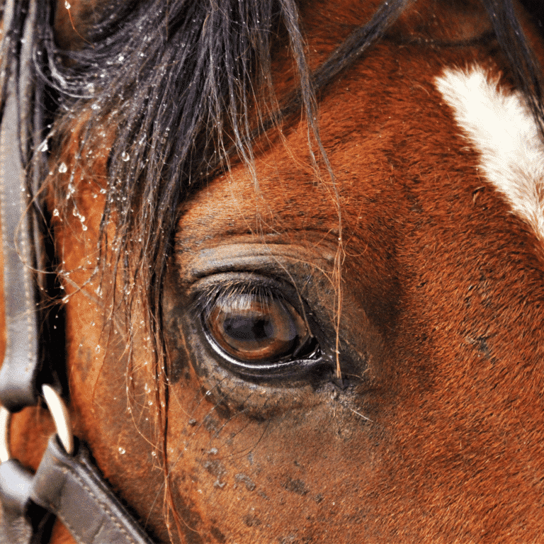 Corneal Stromal Abscess in horses is a painful eye infection causing an abscess within the cornea, often requiring treatment.