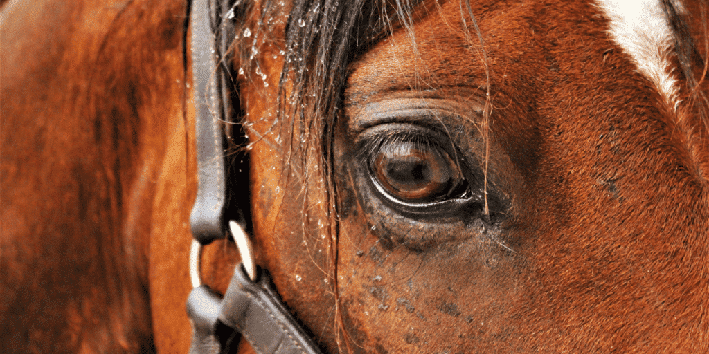 Corneal Stromal Abscess in horses is a painful eye infection causing an abscess within the cornea, often requiring treatment.