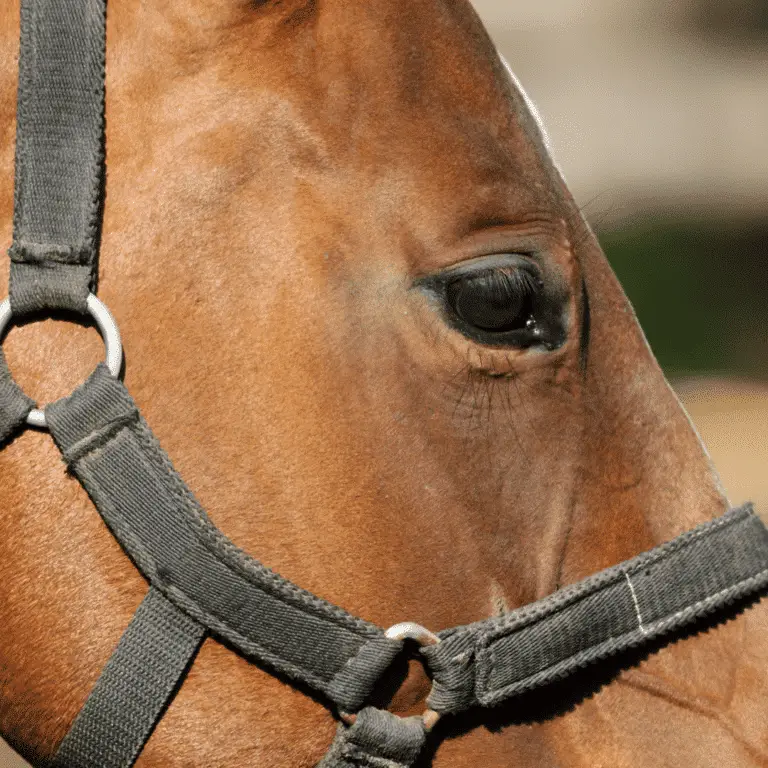 Corneal Ulceration in horses is a painful condition where the cornea's surface is damaged, leading to potential vision loss if untreated.