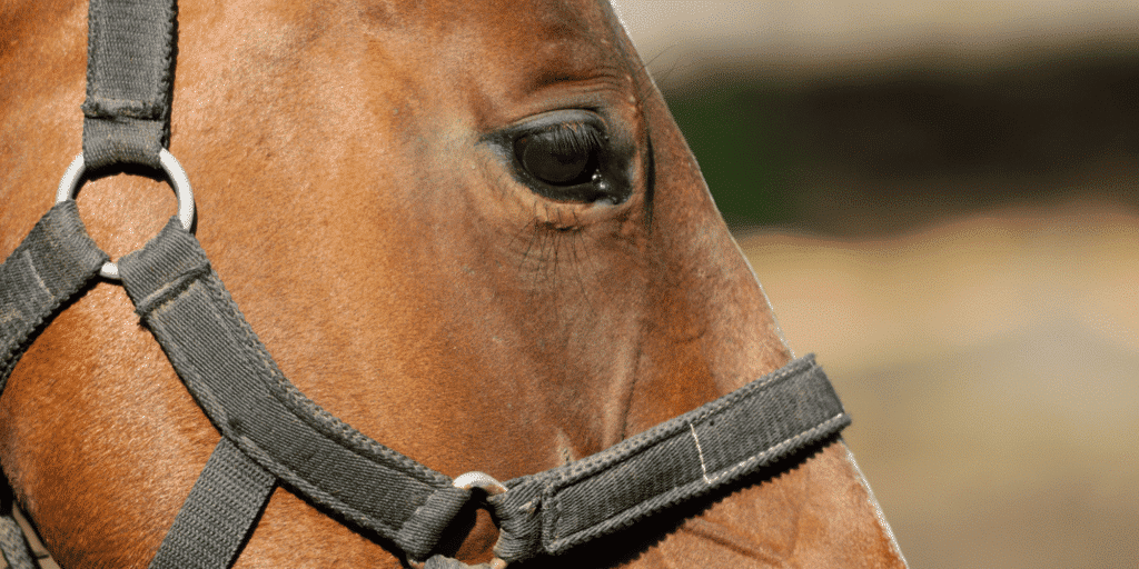 Corneal Ulceration in horses is a painful condition where the cornea's surface is damaged, leading to potential vision loss if untreated.