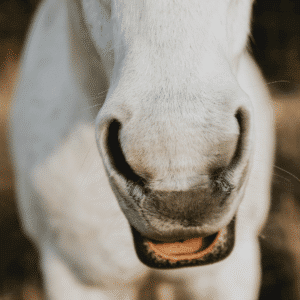 Cryptococcosis in horses is a fungal infection that affects the respiratory system and can spread to the central nervous system.