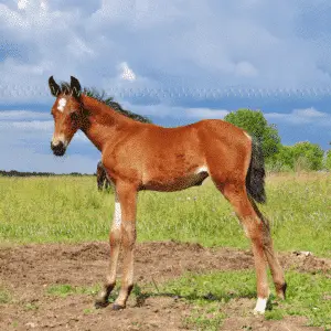 Cryptosporidiosis in horses is a parasitic infection causing diarrhea, dehydration, and weight loss, especially in foals.