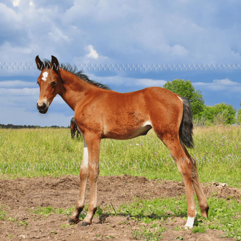 Cryptosporidiosis in horses is a parasitic infection causing diarrhea, dehydration, and weight loss, especially in foals.
