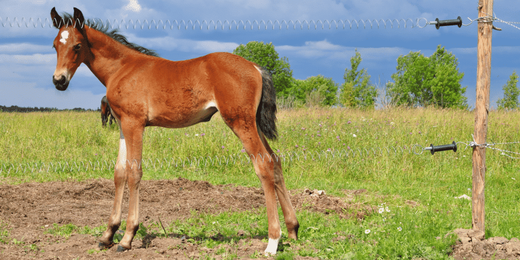 Cryptosporidiosis in horses is a parasitic infection causing diarrhea, dehydration, and weight loss, especially in foals.