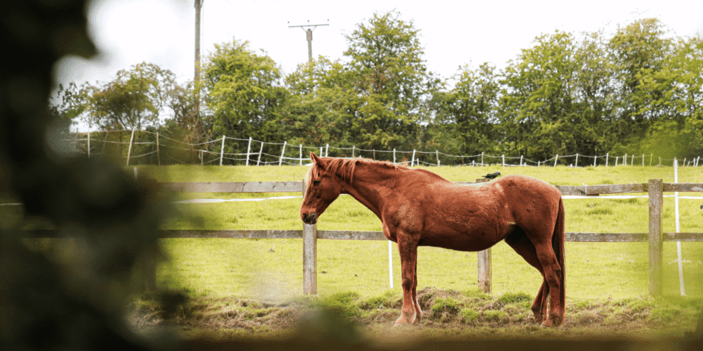 Diabetes in horses is a metabolic disorder causing high blood sugar, increased thirst, frequent urination, and weight loss.