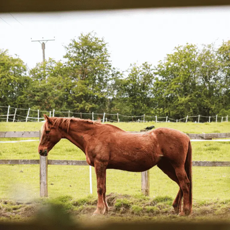 Diabetes in horses is a metabolic disorder causing high blood sugar, increased thirst, frequent urination, and weight loss.