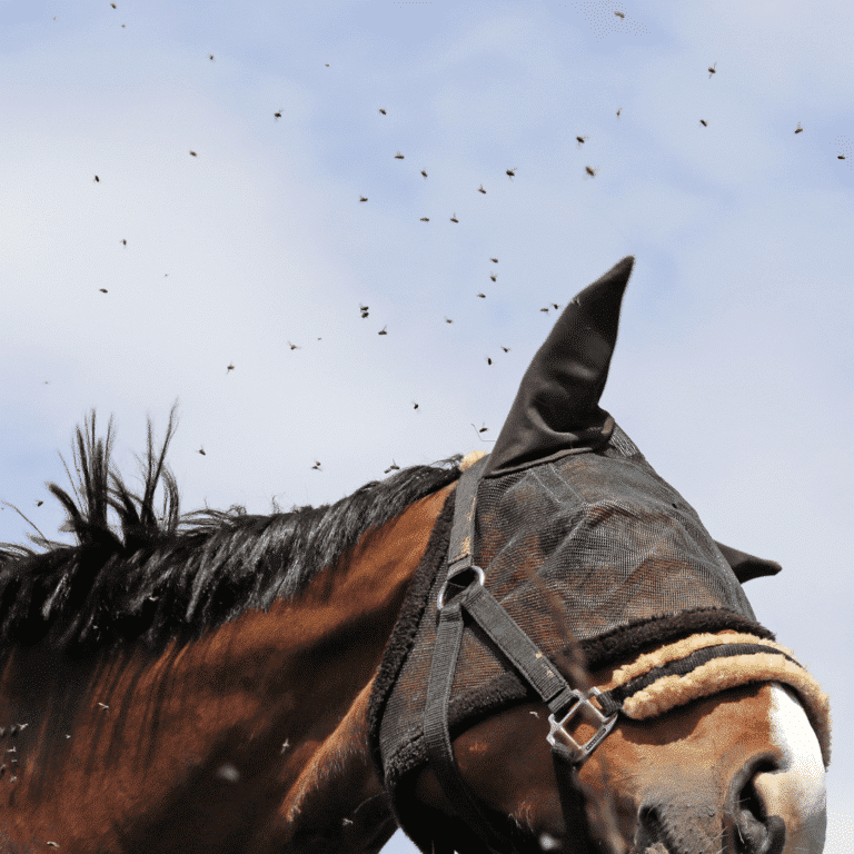 Ectoparasites in horses are external parasites, such as mites and ticks, causing skin irritation, itching, and potential infections.