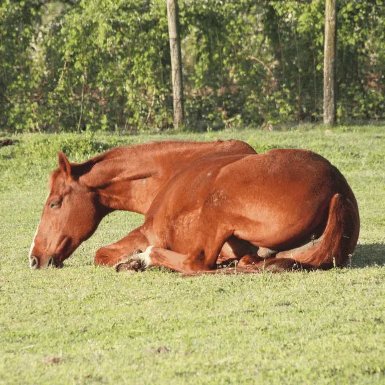 Endoparasites are internal parasites, such as roundworms and tapeworms, causing digestive issues, weight loss, and poor overall health.