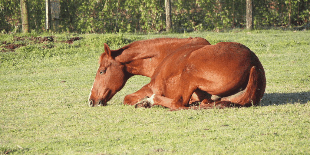 Endoparasites are internal parasites, such as roundworms and tapeworms, causing digestive issues, weight loss, and poor overall health.